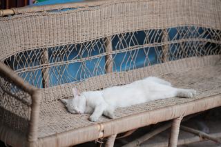 Garde chat vacances, domicile ou pension sur deux semaines