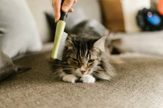 Gardiennage de maison avec animaux : chiens, chats et NAC