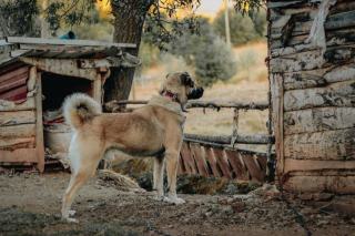 Gardiennage de maison : comment les chiens renforcent la sécurité des propriétés isolées